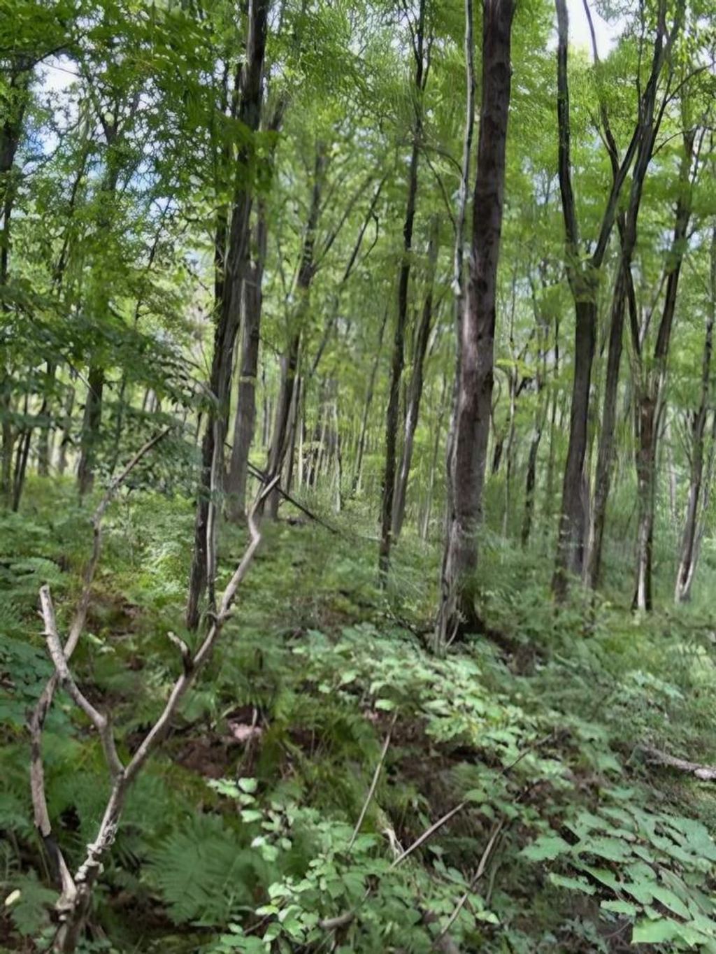 Photo of 39.94 Acres County Road V, Pittsville, WI 54466 (MLS # 22505645)