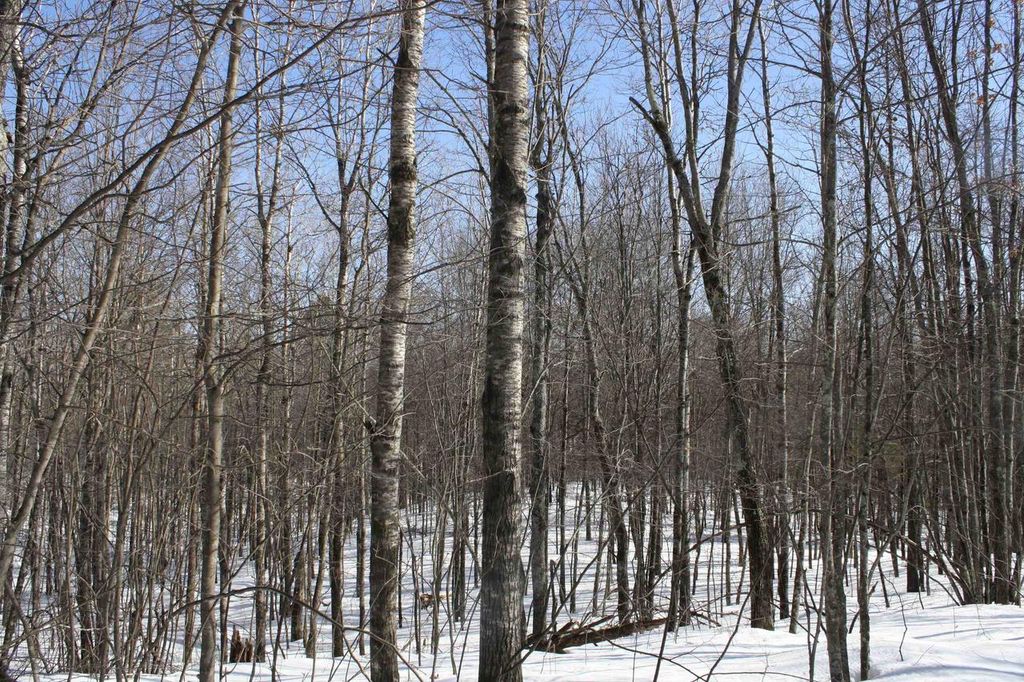 Photo of On W Rapids ROAD, Lake Tomahawk, WI 54539 (MLS # 2017703)