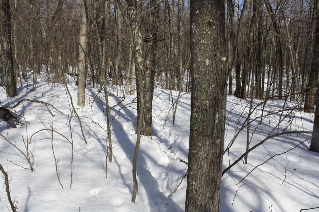 Photo of On W Rapids ROAD, Lake Tomahawk, WI 54539 (MLS # 2017703)