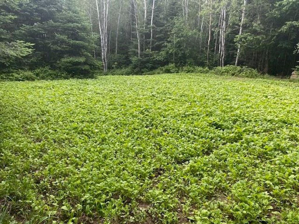 Photo of 8225 Blaisdell Lake ROAD, Winter, WI 54896 (MLS # 1600828)
