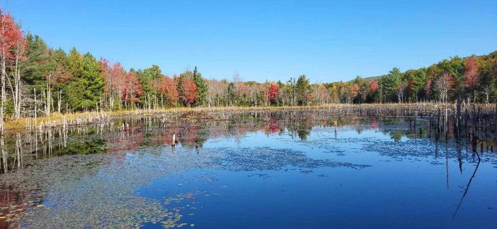 Pond