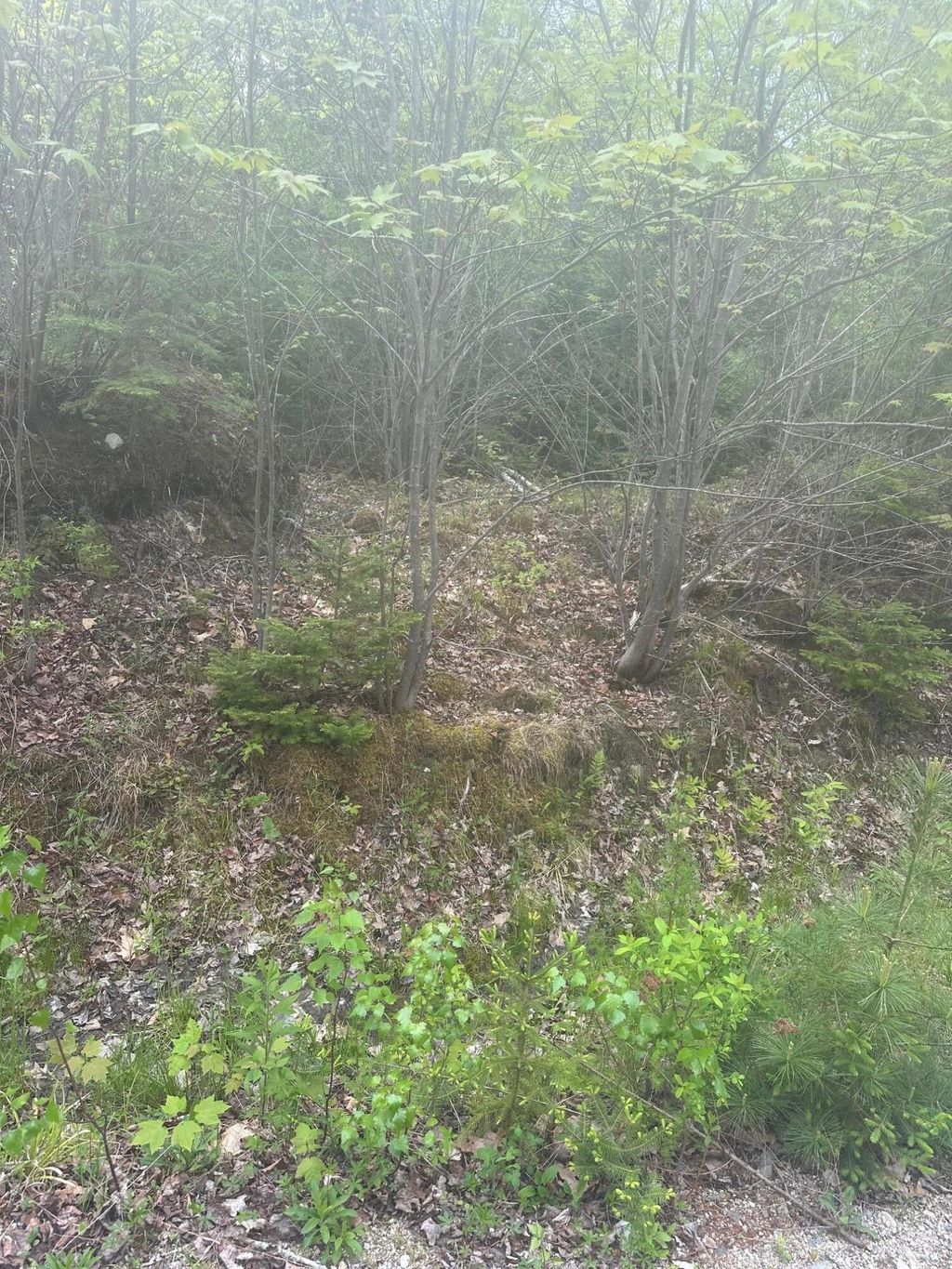 Photo of Lot 2 Morse District Road Road N, Steuben, ME 04680 (MLS # 1664167)