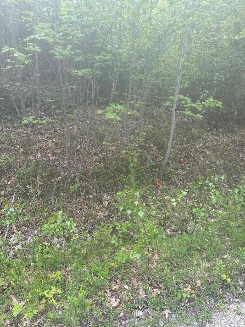 Photo of Lot 2 Morse District Road Road N, Steuben, ME 04680 (MLS # 1664167)