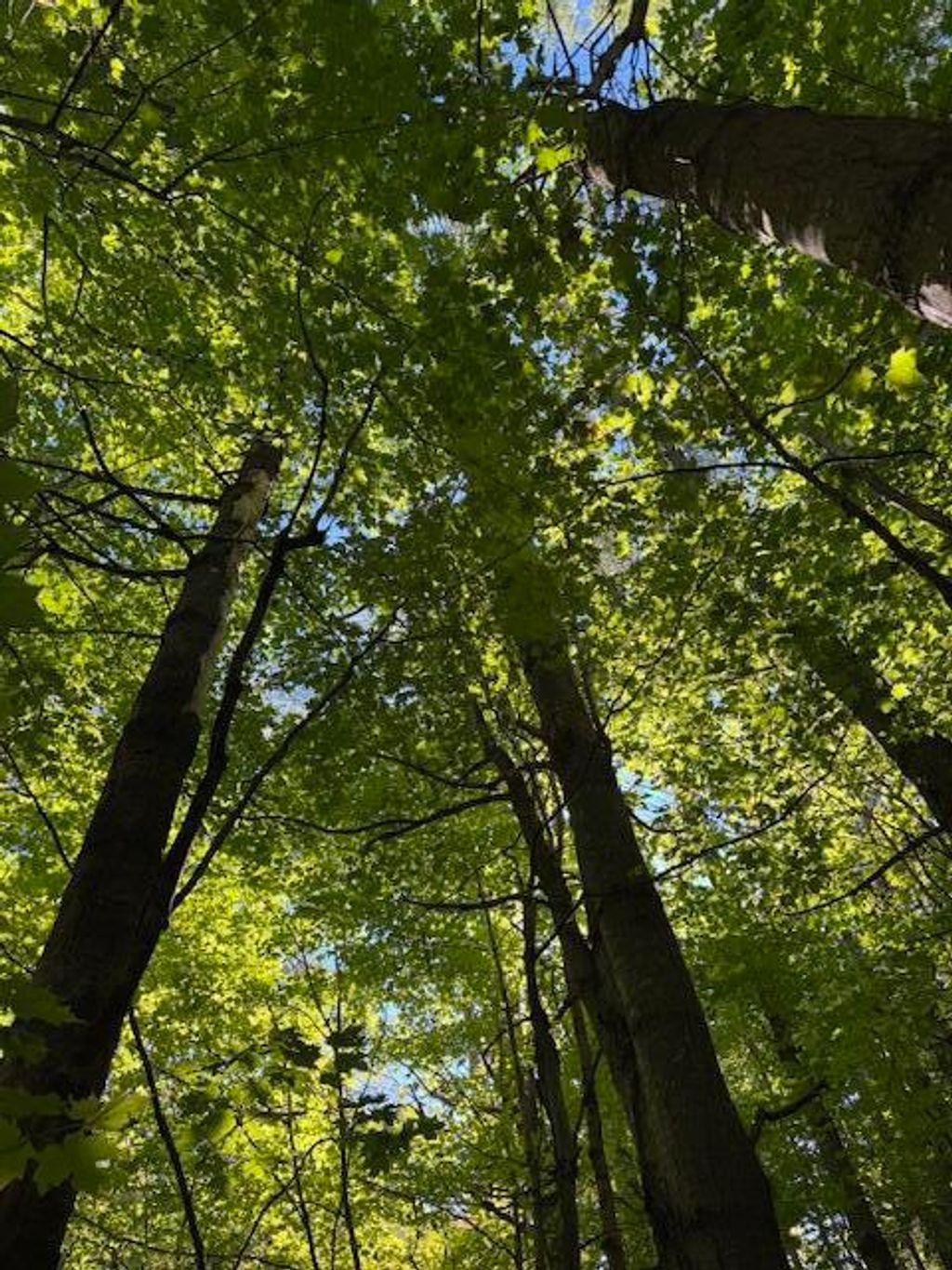 Photo of Lot 1 Oak Hill Road, Smithfield, ME 04978 (MLS # 1639895)