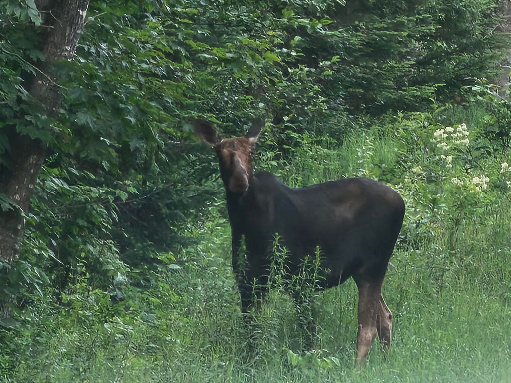 Photo of M26L11.2 Boulder Road, Danforth, ME 04424 (MLS # 1652860)