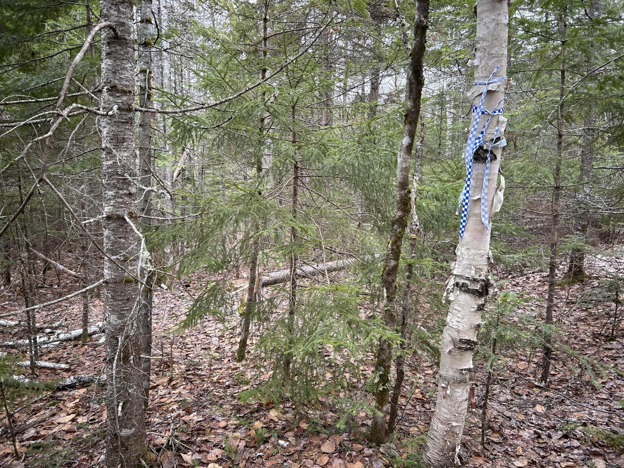 WA31P01L21 Kings Street