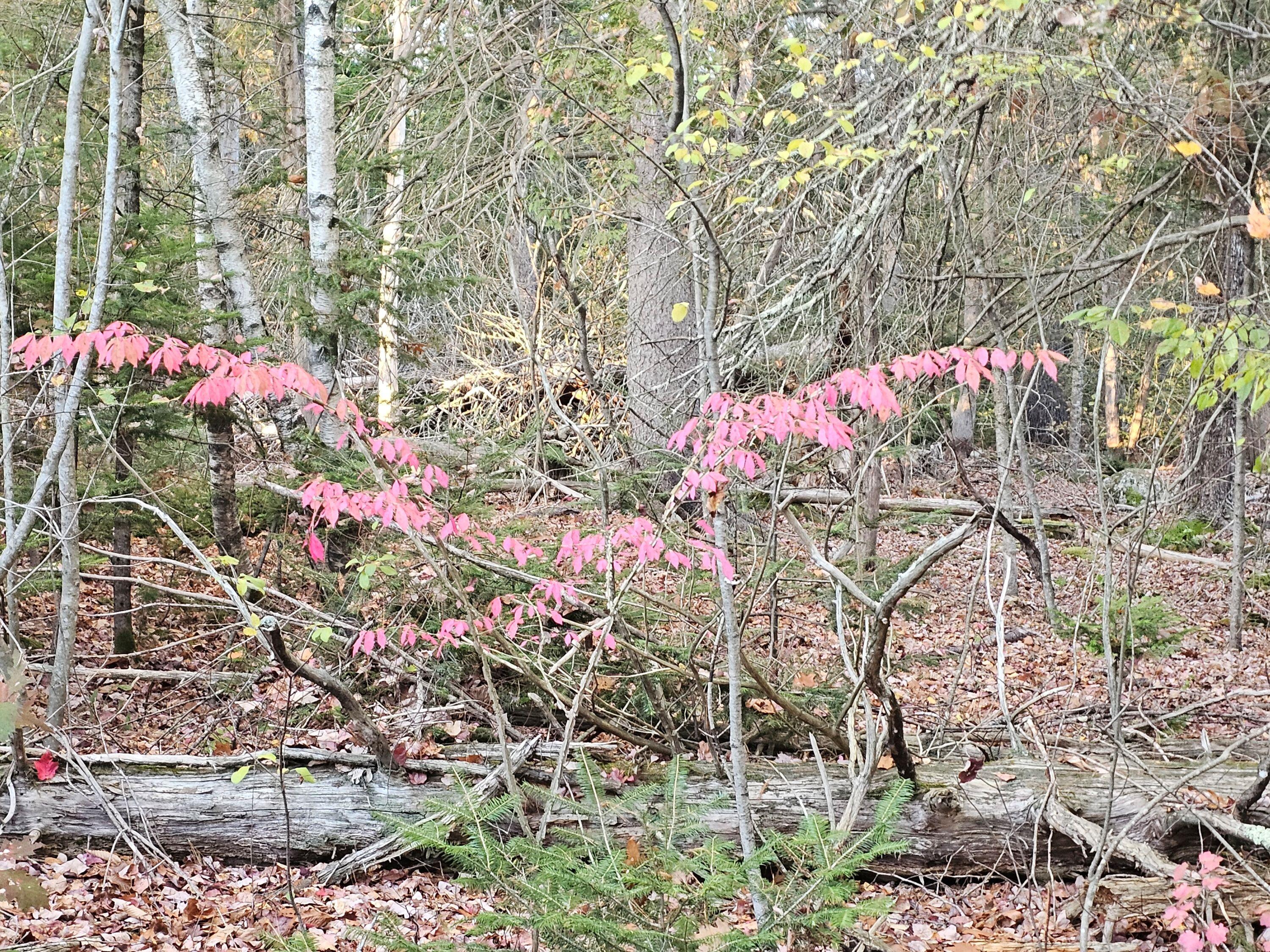 Winterport, Maine 04496, United States, ,Land,Active,235891
