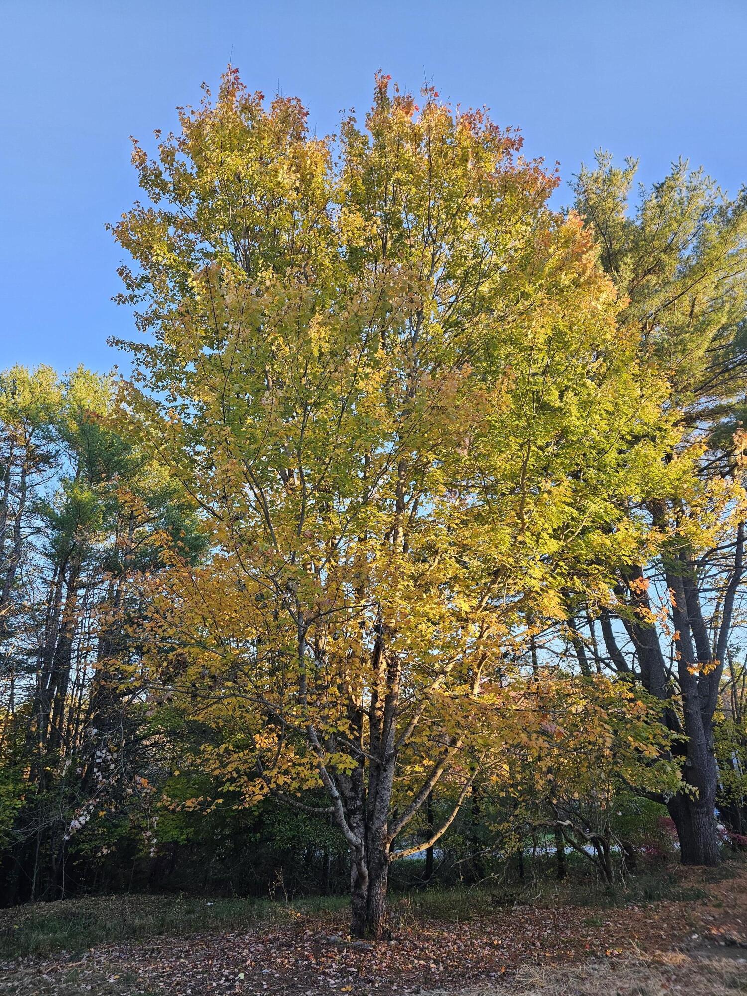 Winterport, Maine 04496, United States, ,Land,Active,235891