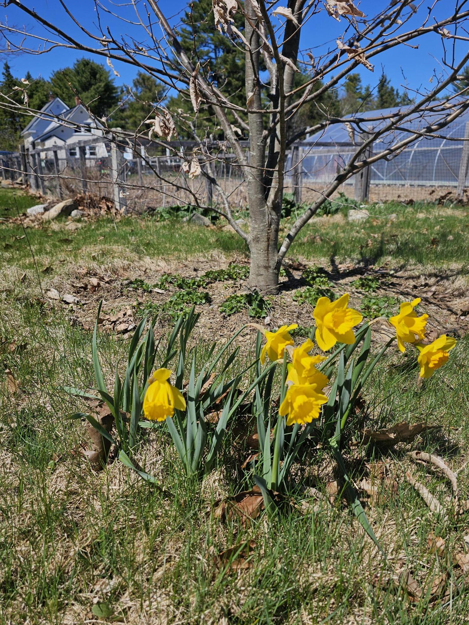 Orland, Maine 04472, United States, 3 Bedrooms Bedrooms, ,1 BathroomBathrooms,Residential,Active,122838