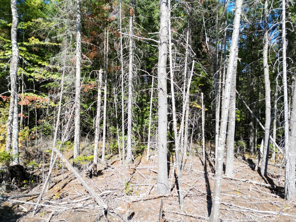 Photo of Lot 14 Whitetail Way, Lowell, ME 04493 (MLS # 1659986)