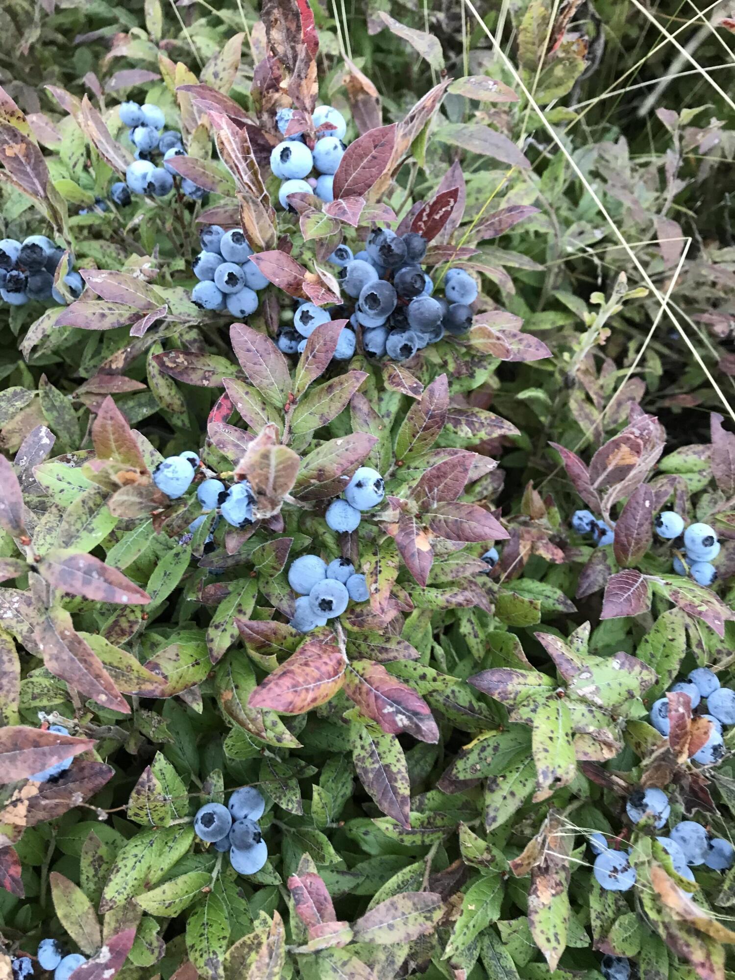 Crawford, Maine 04694, United States, ,Land,Active,45895