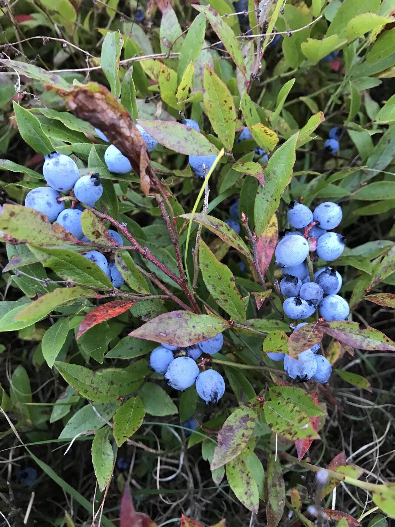 Crawford, Maine 04694, United States, ,Land,Active,45895