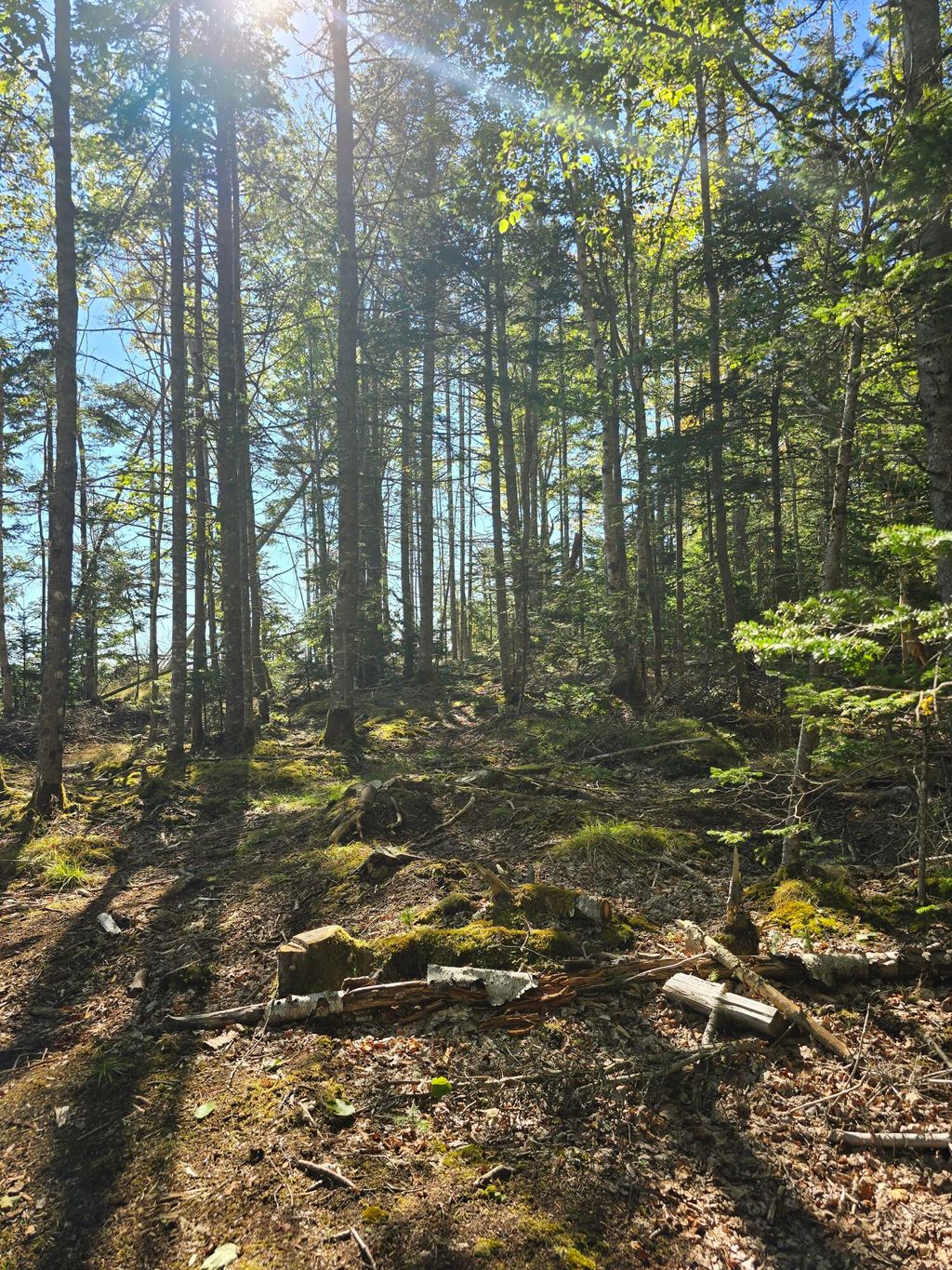 Photo of Lot 181 Rays Point Road, Milbridge, ME 04658 (MLS # 1640603)