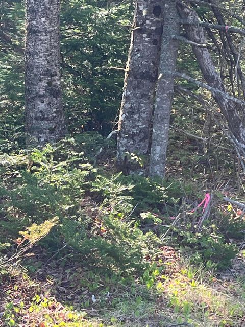 Photo of Lot 14 West Bay Road, Gouldsboro, ME 04607 (MLS # 1663012)