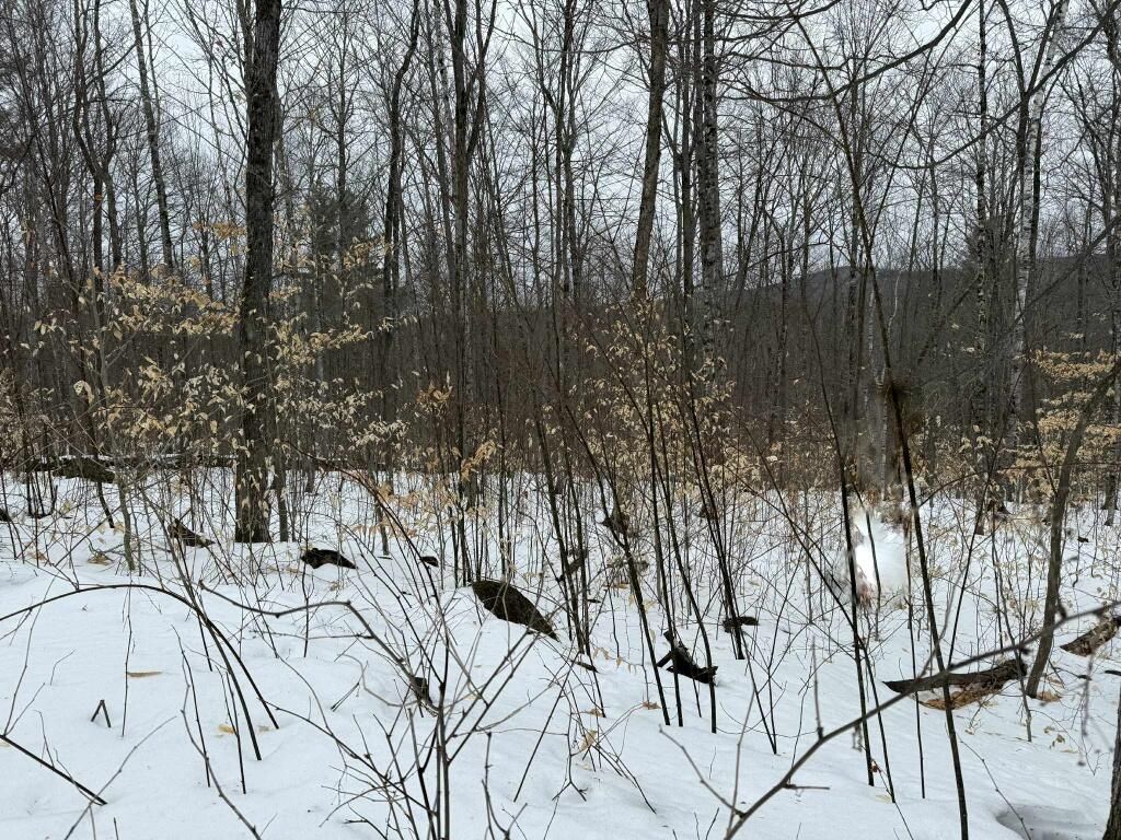 Photo of Lot 005 Greenwood Brook Road, Industry, ME 04938 (MLS # 1653286)