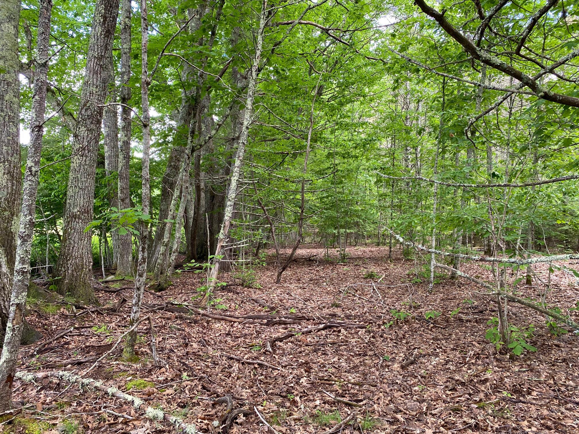 34-Acres Deering Drive