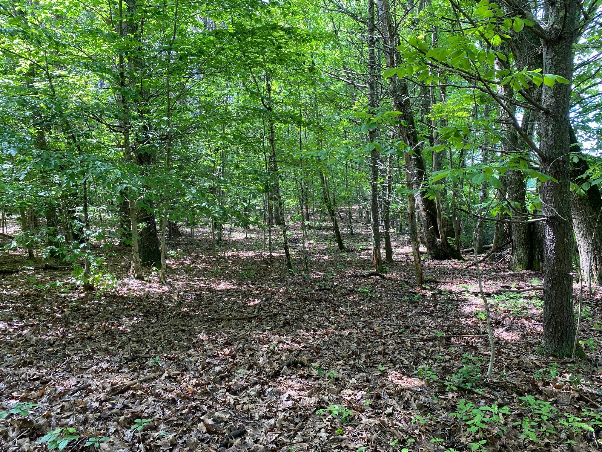 34-Acres Deering Drive