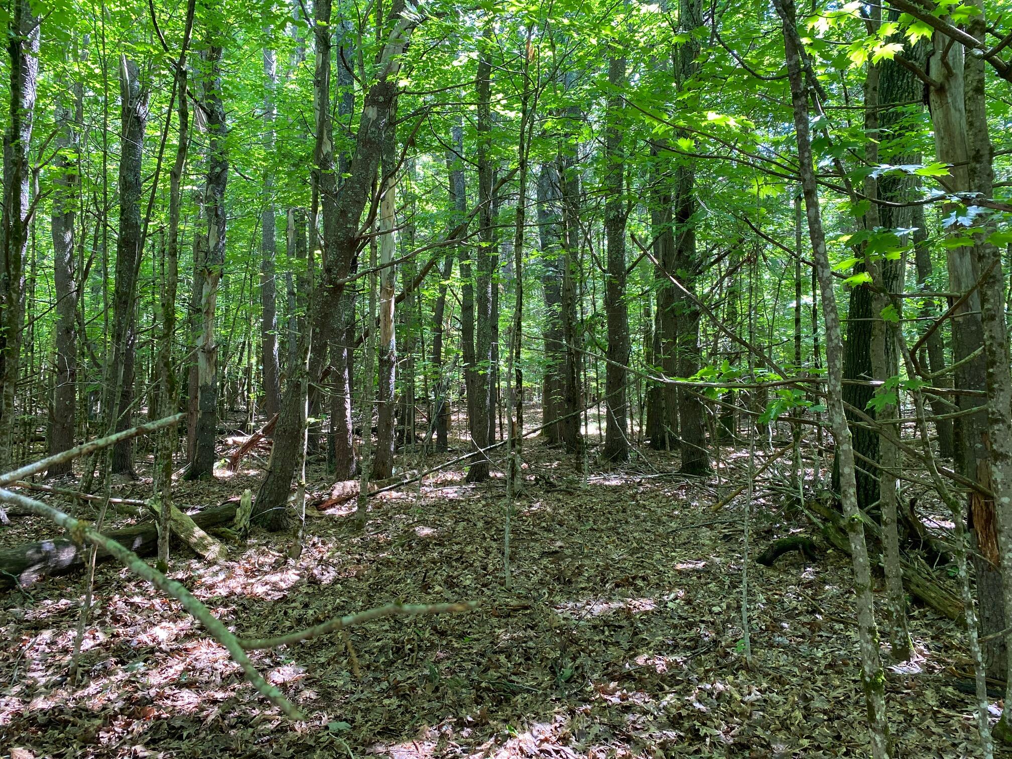 34-Acres Deering Drive