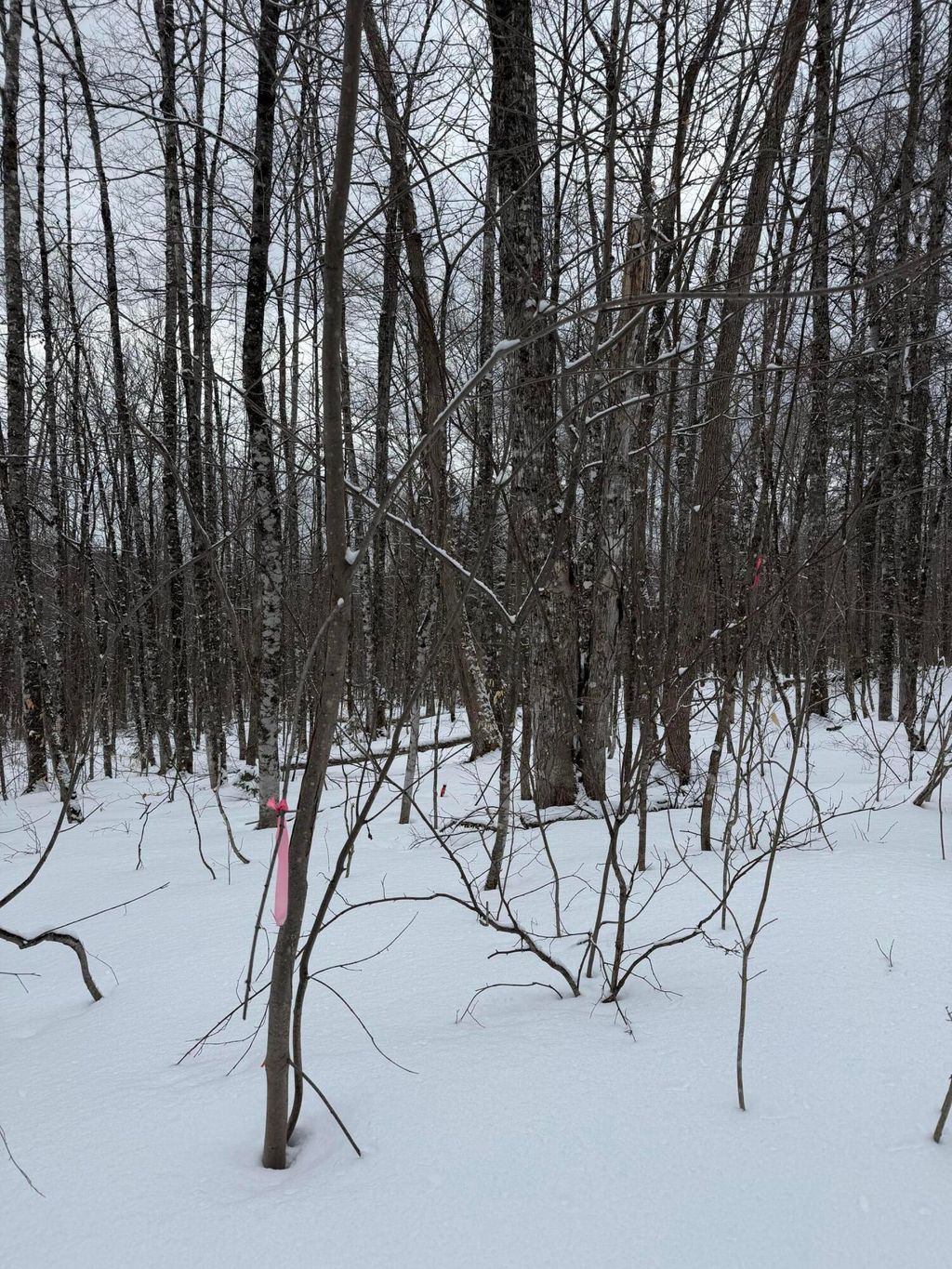 Photo of 005-001-7 Nelson Road, Oakfield, ME 04763 (MLS # 1654102)