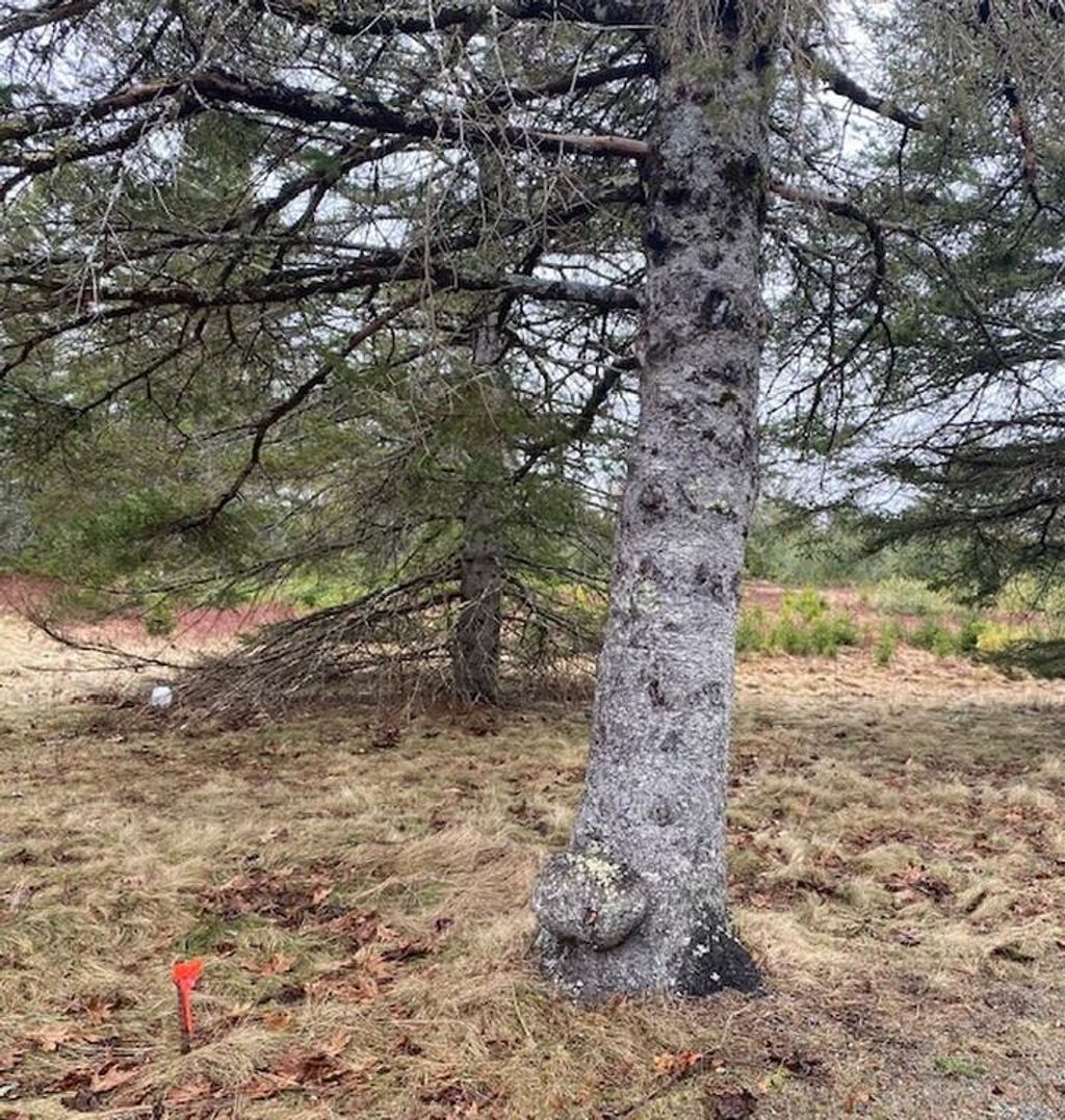 Photo of Lot 5 Copeland Hill Road, Holden, ME 04429 (MLS # 1656357)