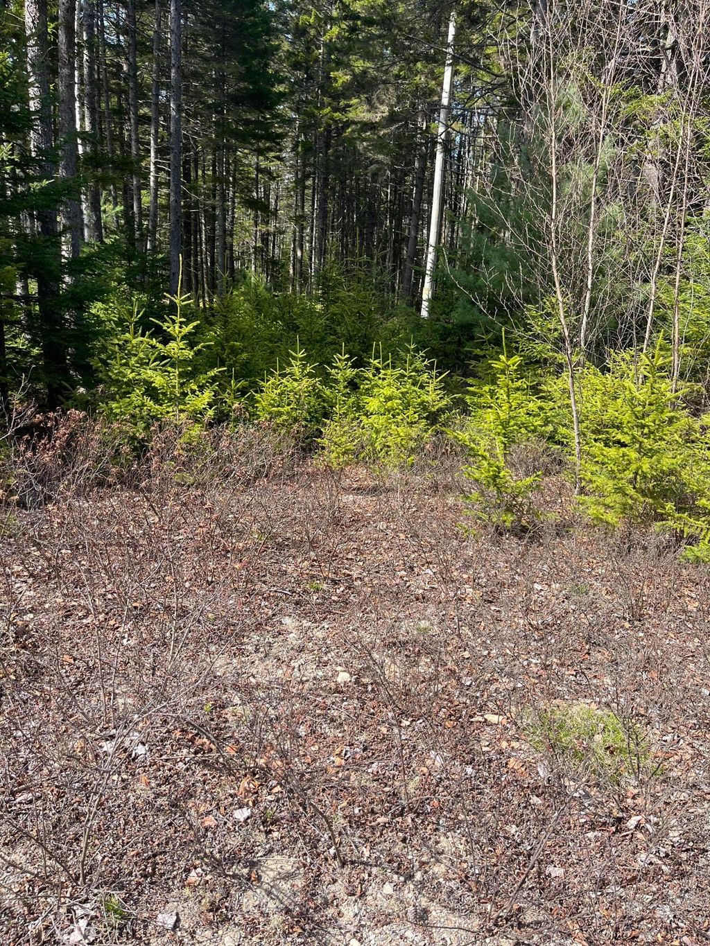Photo of 37 Missy Way, Steuben, ME 04680 (MLS # 1661257)
