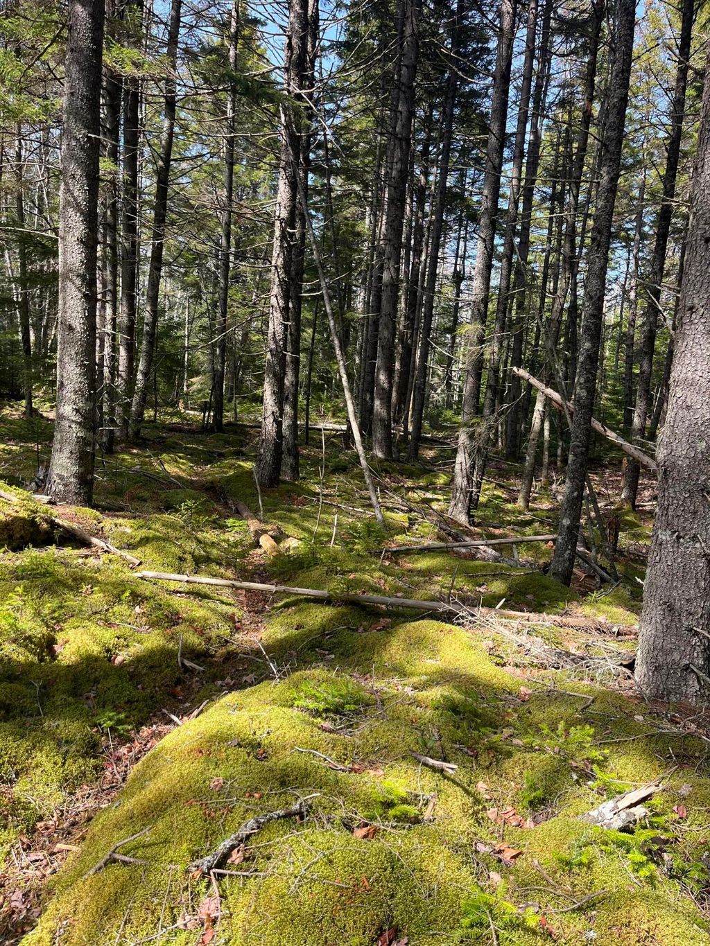 Photo of 37 Missy Way, Steuben, ME 04680 (MLS # 1661257)