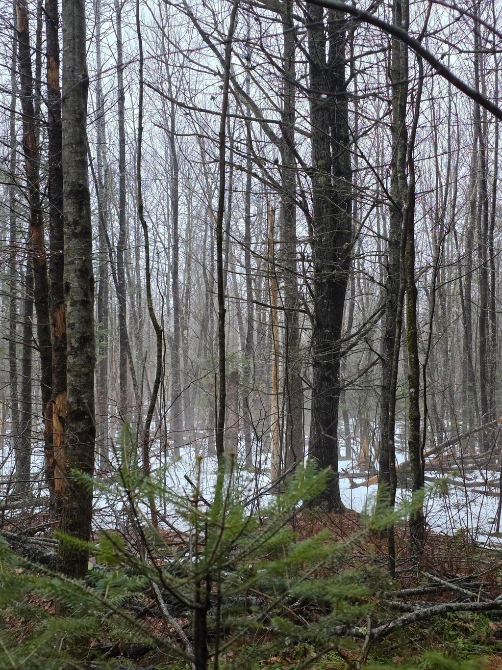 Photo of 00 Harriman Road, Swanville, ME 04915 (MLS # 1654750)