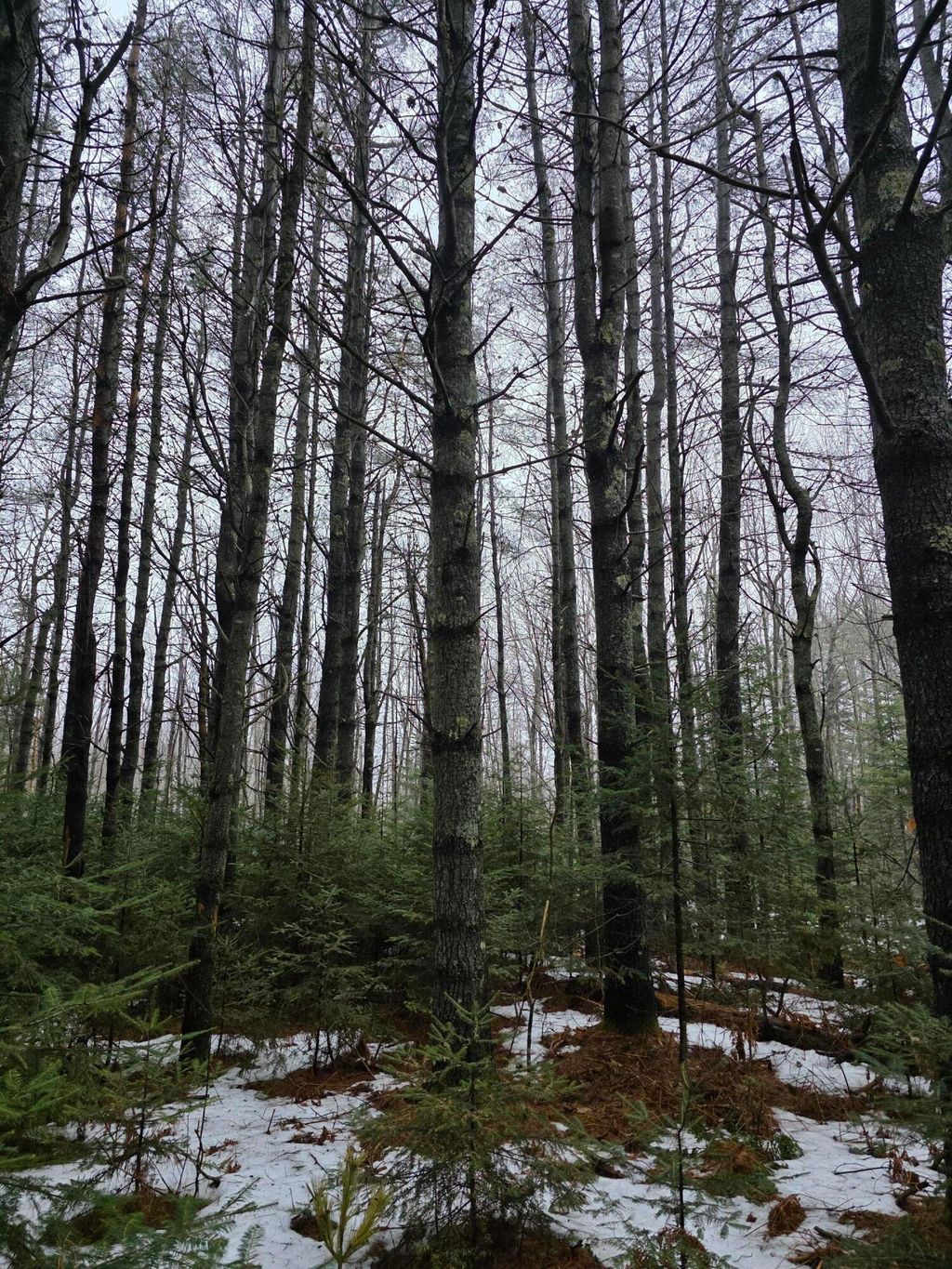 Photo of 00 Harriman Road, Swanville, ME 04915 (MLS # 1654750)