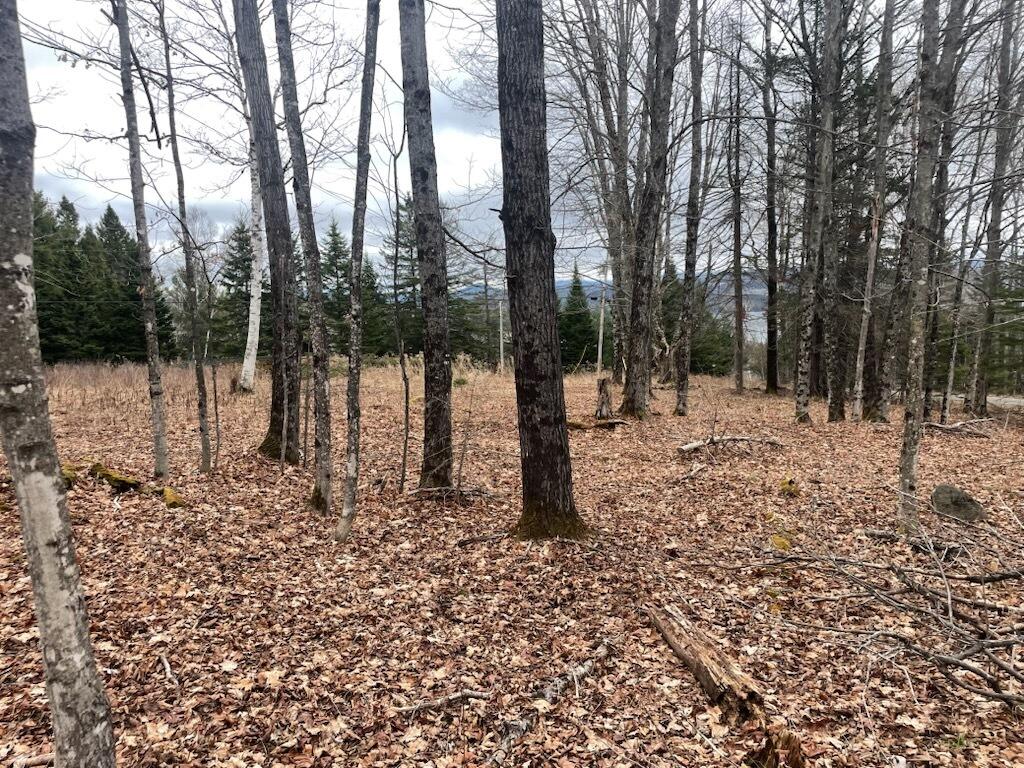 Woods-Amber