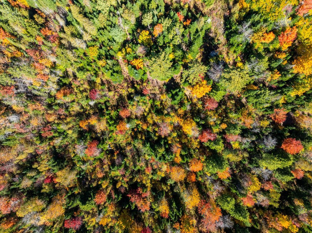 Photo of TBD 22Acre US Rt One, Waite, ME 04492 (MLS # 1639337)