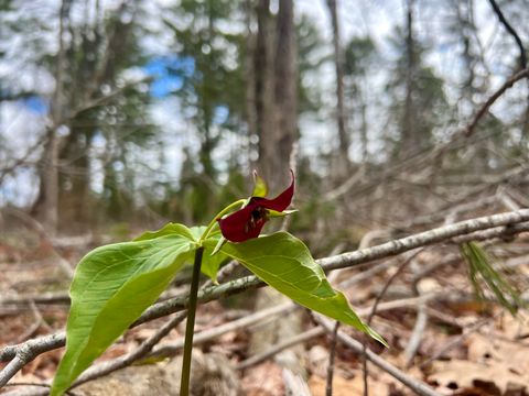 Photo of 20 Skyscraper Hill Road, Brooks, ME 04921 (MLS # 1660976)
