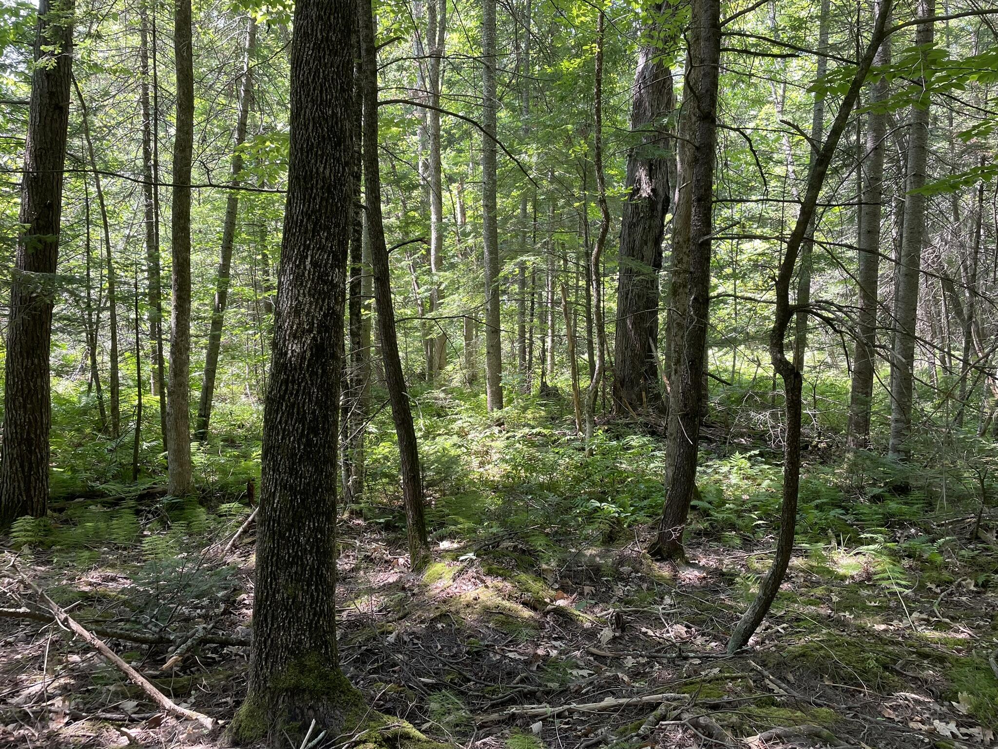 Lot 6 Holmes Brook Lane