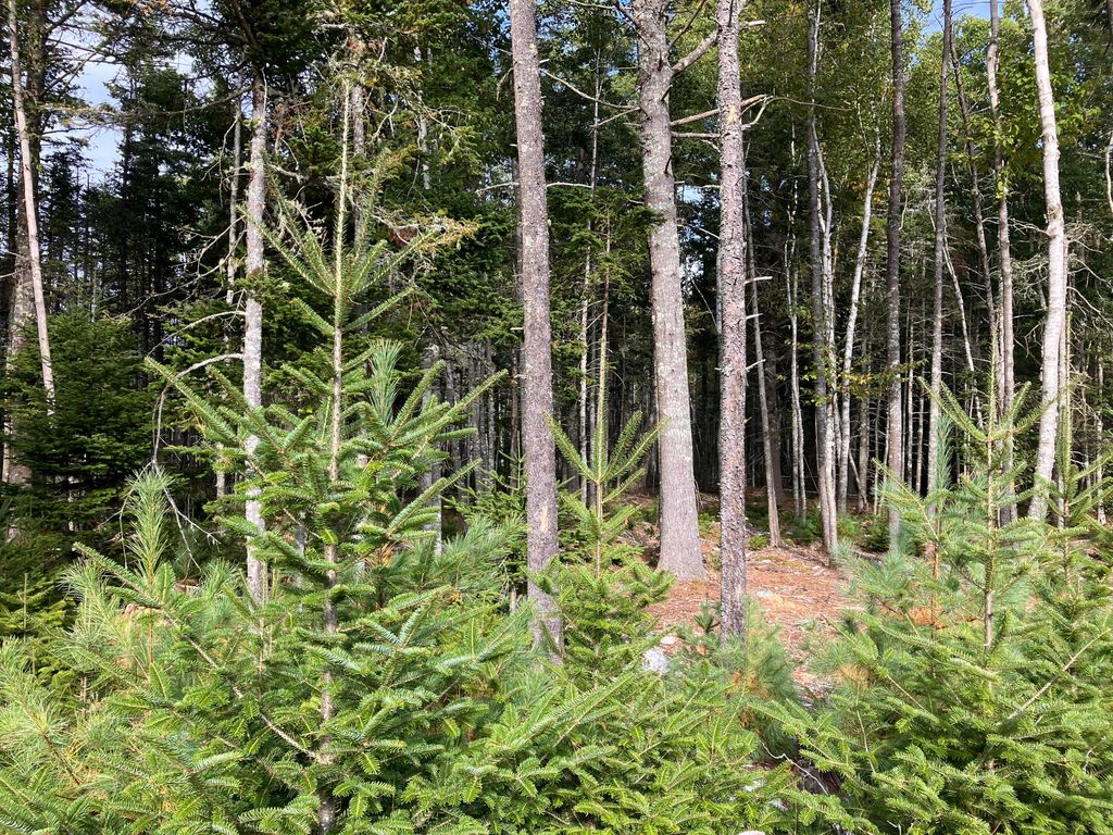 Photo of Lot 5 Bluff Road, Bar Harbor, ME 04609 (MLS # 1639532)