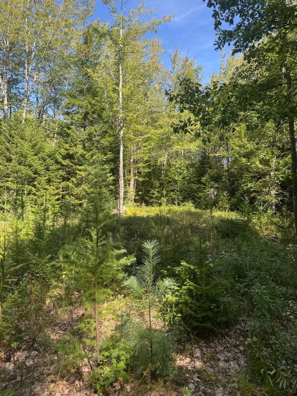 Photo of 1730 Main Street, Harrington, ME 04643 (MLS # 1641862)