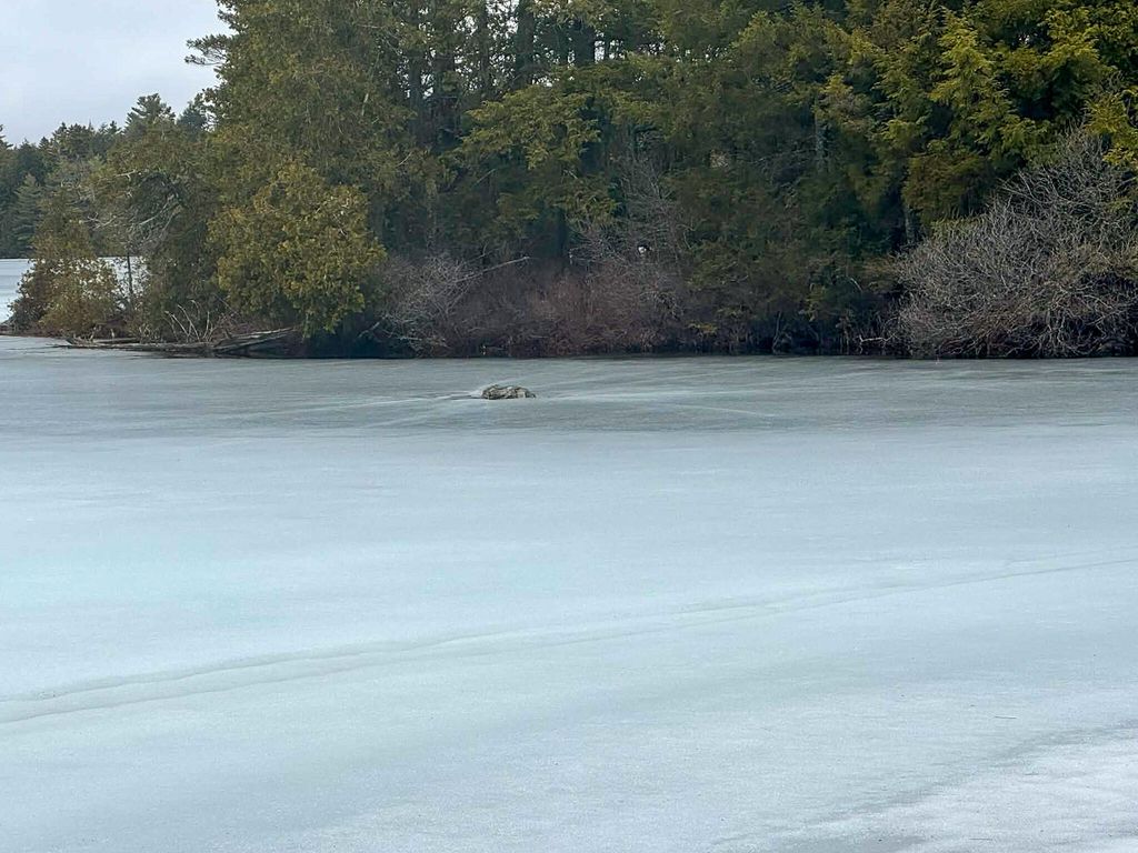 Photo of X Smith Cove Road, Cathance Twp, ME 04657 (MLS # 1657100)