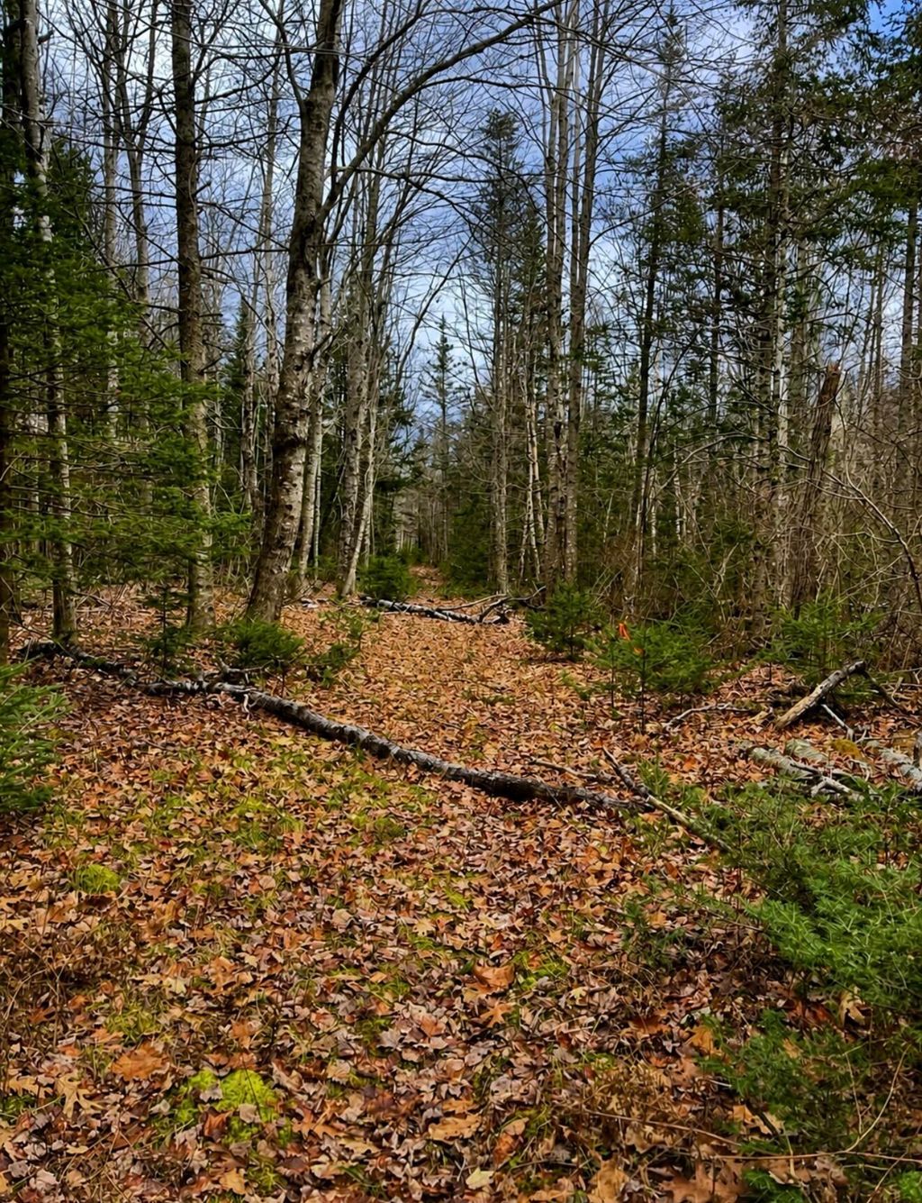 Photo of 00 Kinstone Lane, Trenton, ME 04605 (MLS # 1660495)