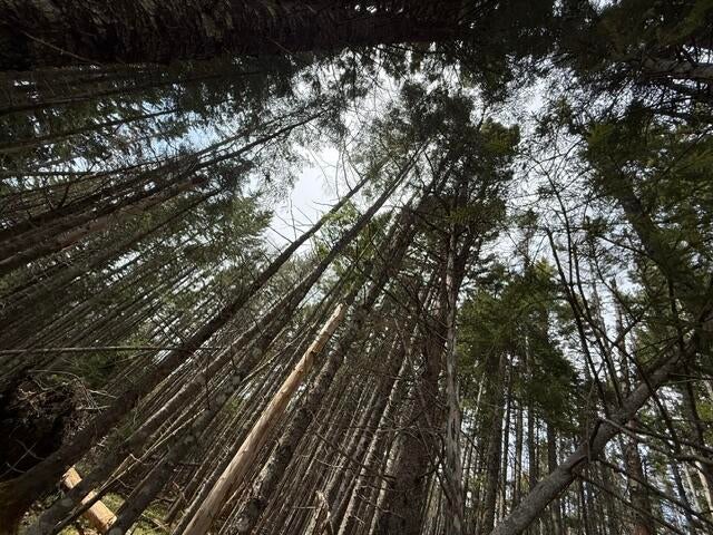 Photo of Lot 6 Holmes Bay Farms Road, Whiting, ME 04691 (MLS # 1662723)