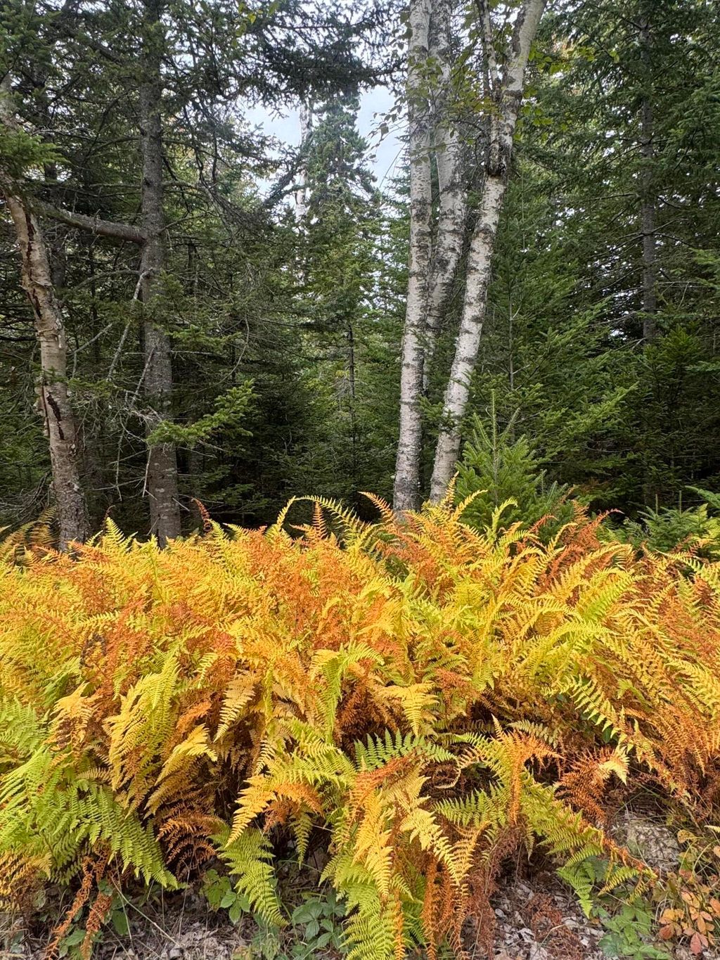 Photo of 0 Perry&#39;s Corner, Vinalhaven, ME 04863 (MLS # 1640493)