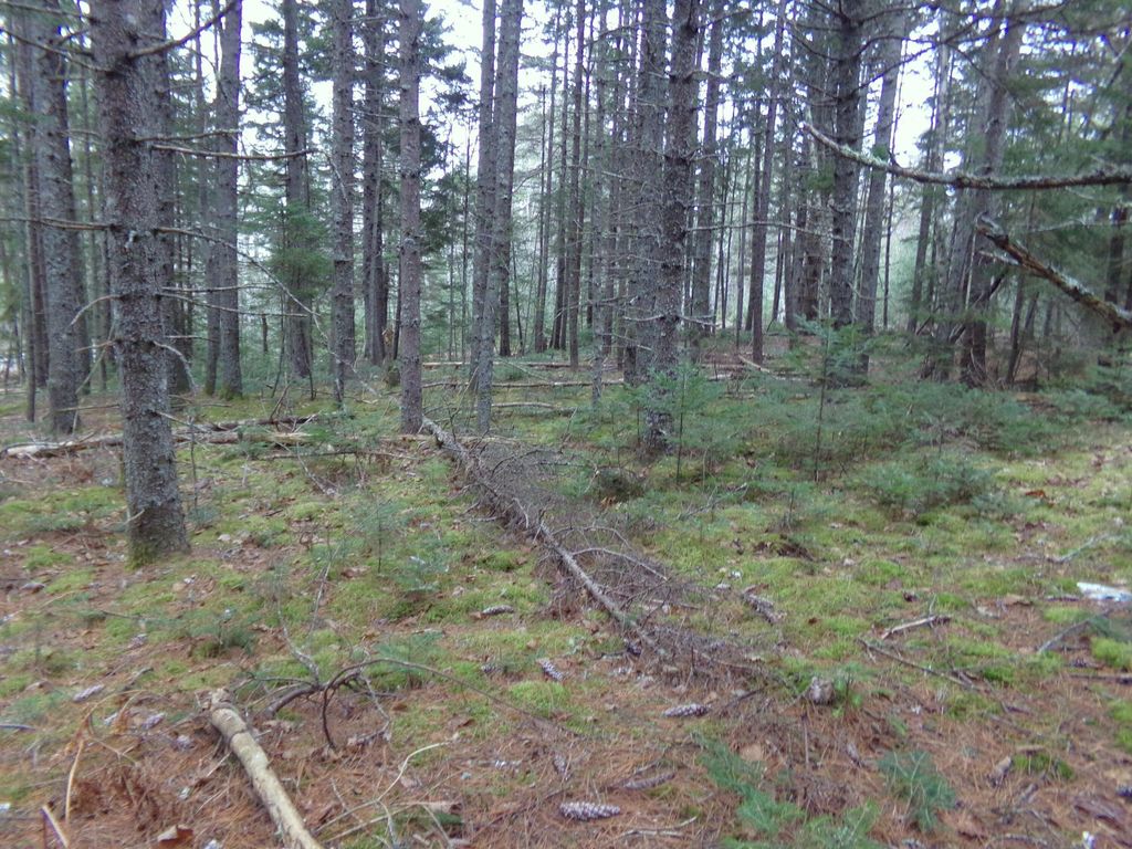 Photo of Lot 3E Rogers Point Road, Steuben, ME 04680 (MLS # 1642557)