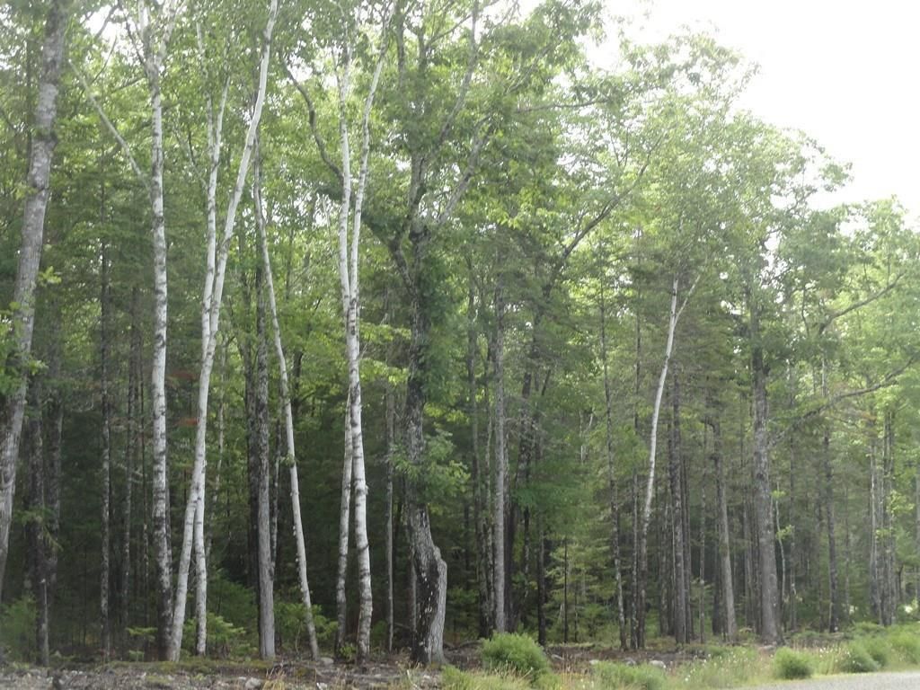 Photo of 6 Bluff Road, Bar Harbor, ME 04609 (MLS # 1649987)