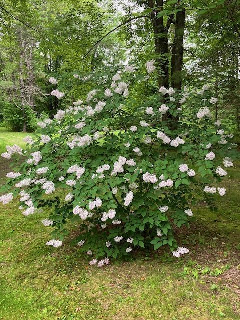 Newburgh, Maine 04444, United States, 3 Bedrooms Bedrooms, ,1 BathroomBathrooms,Residential,Pending,26167