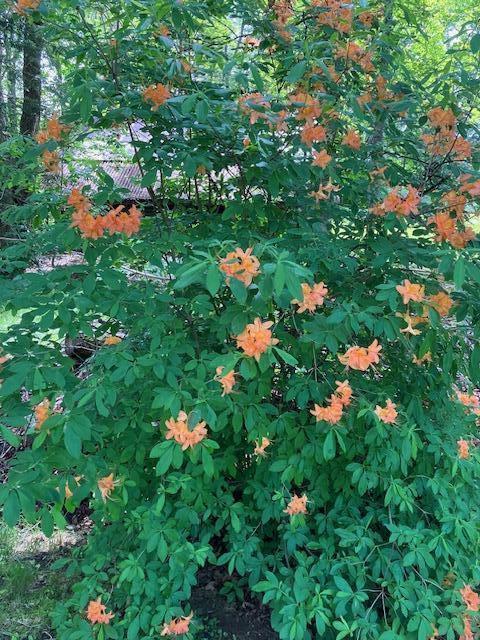 Newburgh, Maine 04444, United States, 3 Bedrooms Bedrooms, ,1 BathroomBathrooms,Residential,Pending,26167