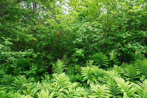 Photo of Lot 47 Lord Brook Road Road, Grand Falls Twp, ME 04417 (MLS # 1646931)