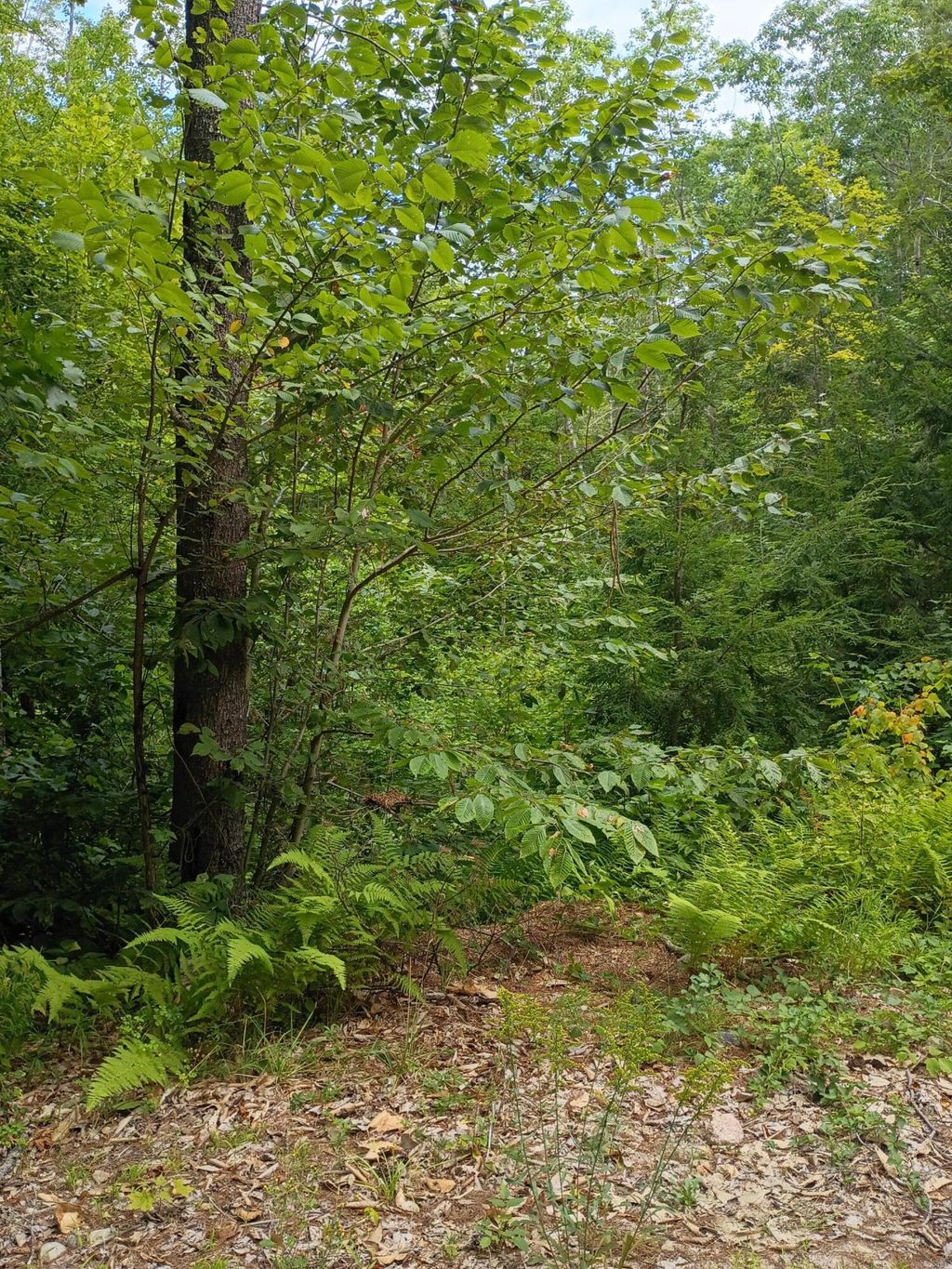 Photo of R13/038 Weeks Road, Parsonsfield, ME 04047 (MLS # 1640110)