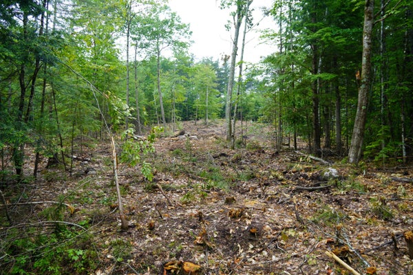 89 CHAPMAN RD, HARRISON, ME 04040 - Image da891c3e968f33bea6d4e5d2f7059136/963436386