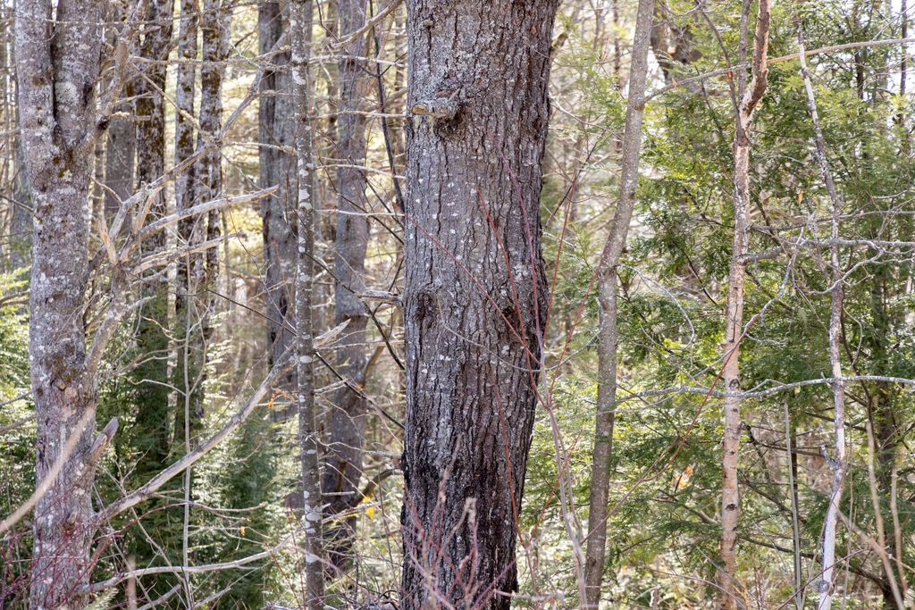 Photo of M4L38&amp;39 West Old Main Road, Lowell, ME 04493 (MLS # 1654362)