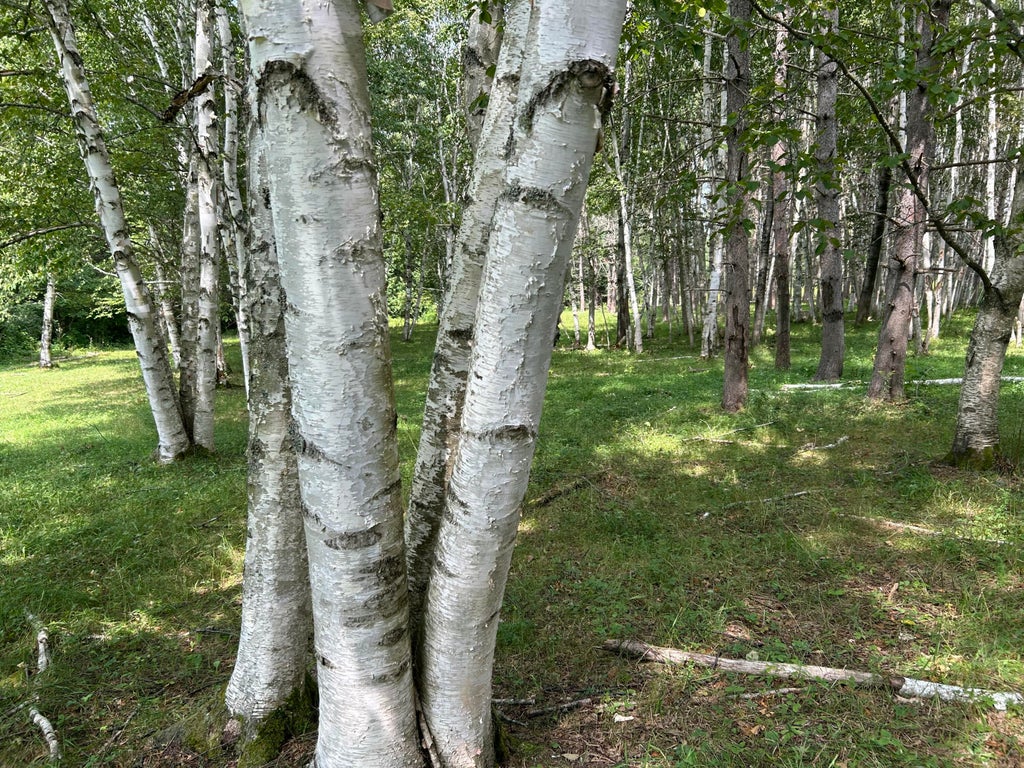 Photo of M12-GL122- East Road, New Sweden, ME 04762 (MLS # 1677177)