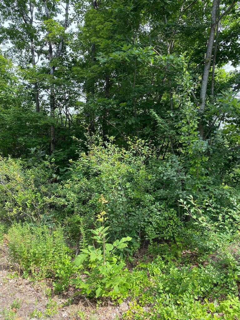 Photo of Lot 58C Heather Lane, Falmouth, ME 04105 (MLS # 1680196)