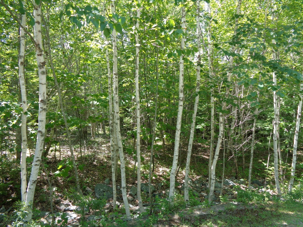 Photo of Lot20-20 Bailey Mountain Road, Franklin, ME 04634 (MLS # 1661531)