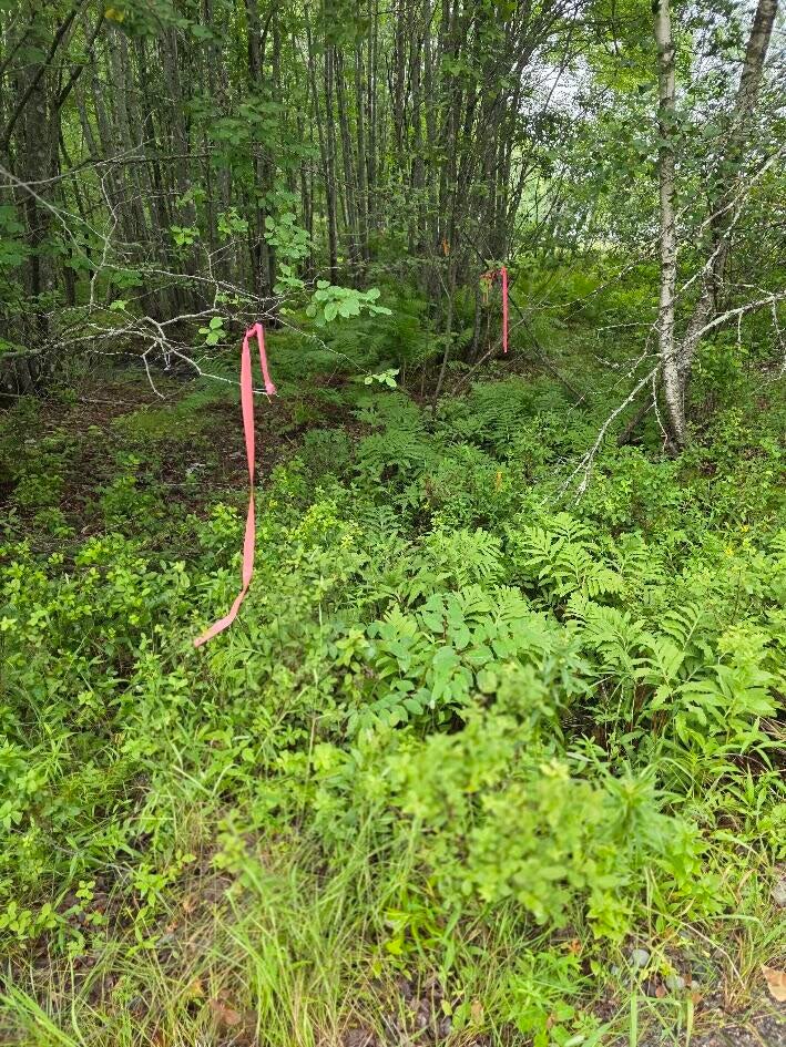 Photo of Lot 175 Poplar Lane, Milbridge, ME 04658 (MLS # 1673132)